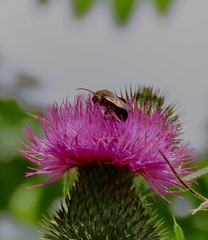 Melissodes desponsus