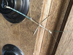 Diapheromera femorata