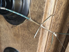 Diapheromera femorata