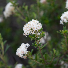 Pomaderris obcordata