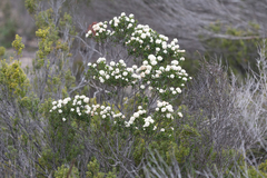 Pomaderris obcordata