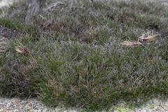 Schoenus breviculmis