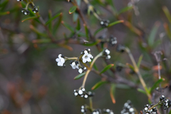 Logania linifolia