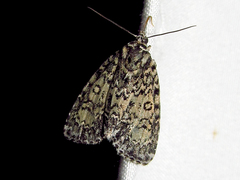 Acronicta heitzmani