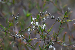 Logania linifolia