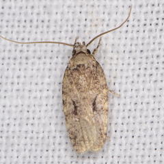 Agonopterix curvilineella