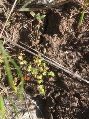 Alchemilla occidentalis