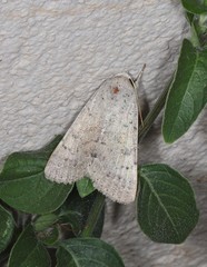 Pandesma submurina