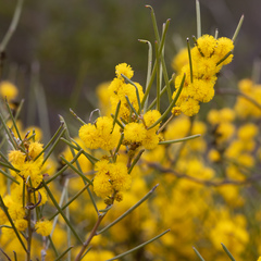 Acacia rigens