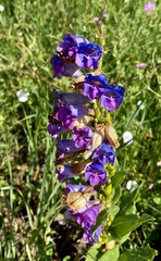Penstemon glaber brandegeei