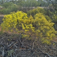 Acacia hakeoides