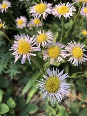Erigeron glabellus