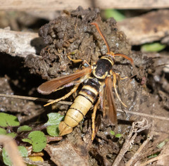 Paranthrene robiniae