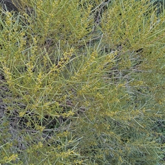 Acacia rigens