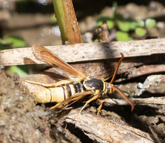 Paranthrene robiniae