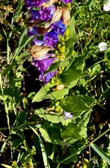 Penstemon glaber brandegeei