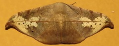 Oxydia platypterata