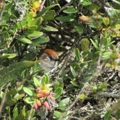 Synallaxis subpudica