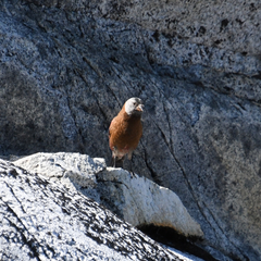 Leucosticte tephrocotis littoralis
