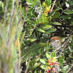 Synallaxis subpudica