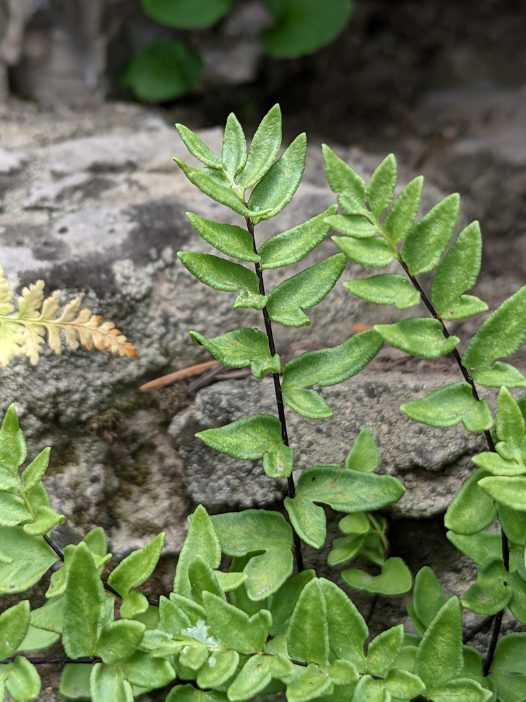 Brewer's cliffbrake