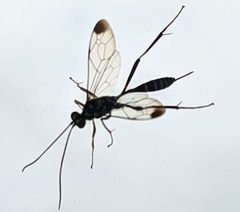 Acaenitinae