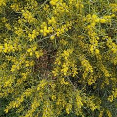Acacia colletioides