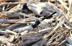 Erythrodiplax berenice