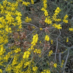 Acacia colletioides