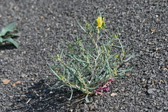 Mentzelia multicaulis