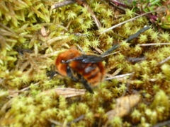 Bombus rubicundus