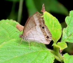 Euptychoides laccine