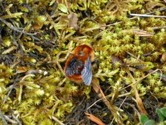 Bombus rubicundus