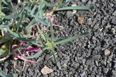 Mentzelia multicaulis