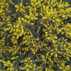 Acacia colletioides