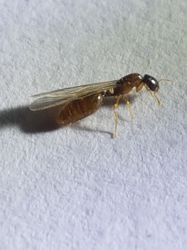 Carebara lamellifronsCarebara lamellifrons