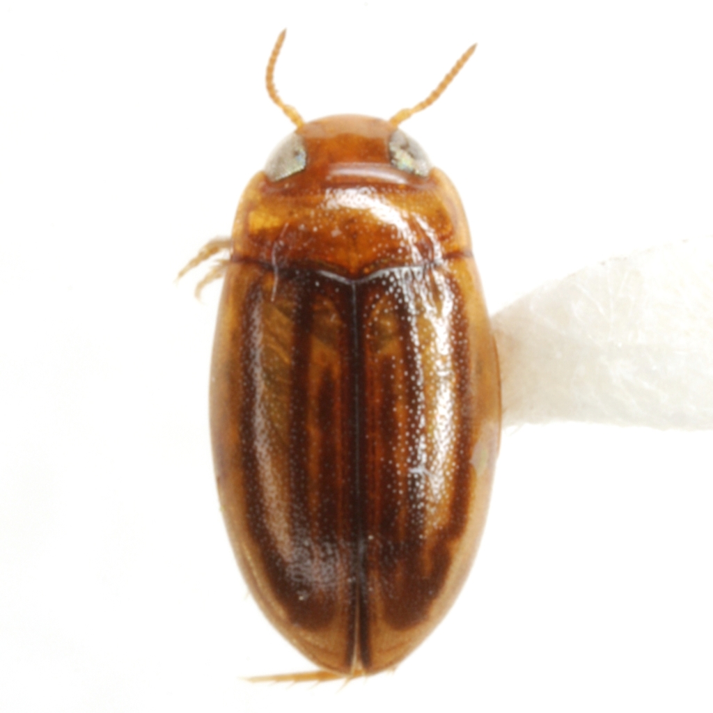 Neobidessus pullus