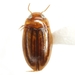 Neobidessus pullus - Photo (c) Mike Quinn, Austin, TX, some rights reserved (CC BY-NC), uploaded by Mike Quinn, Austin, TX
