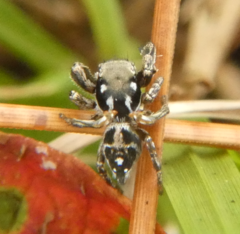 Habronattus brunneus