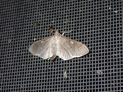 Herpetogramma sphingealis