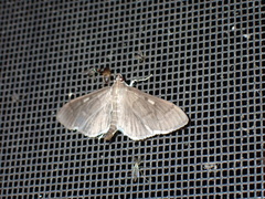Herpetogramma sphingealis