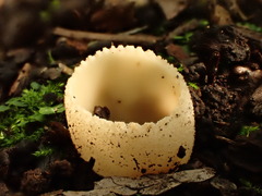 Tarzetta cupularis