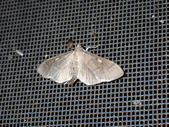 Herpetogramma sphingealis