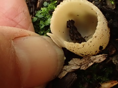 Tarzetta cupularis