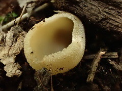 Tarzetta cupularis
