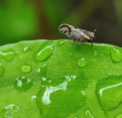 Perkinsiella