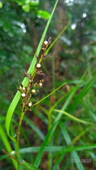 Scleria terrestris