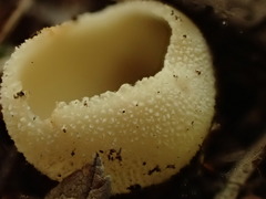 Tarzetta cupularis
