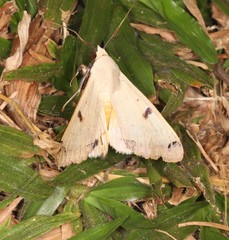 Ophiusa parcemacula
