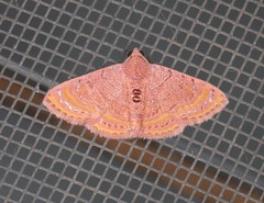 Homodes bracteigutta